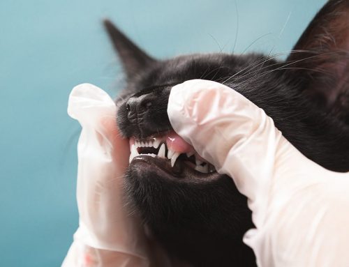 What Are the Most Common Canine Tooth Problems in Dogs and Cats?