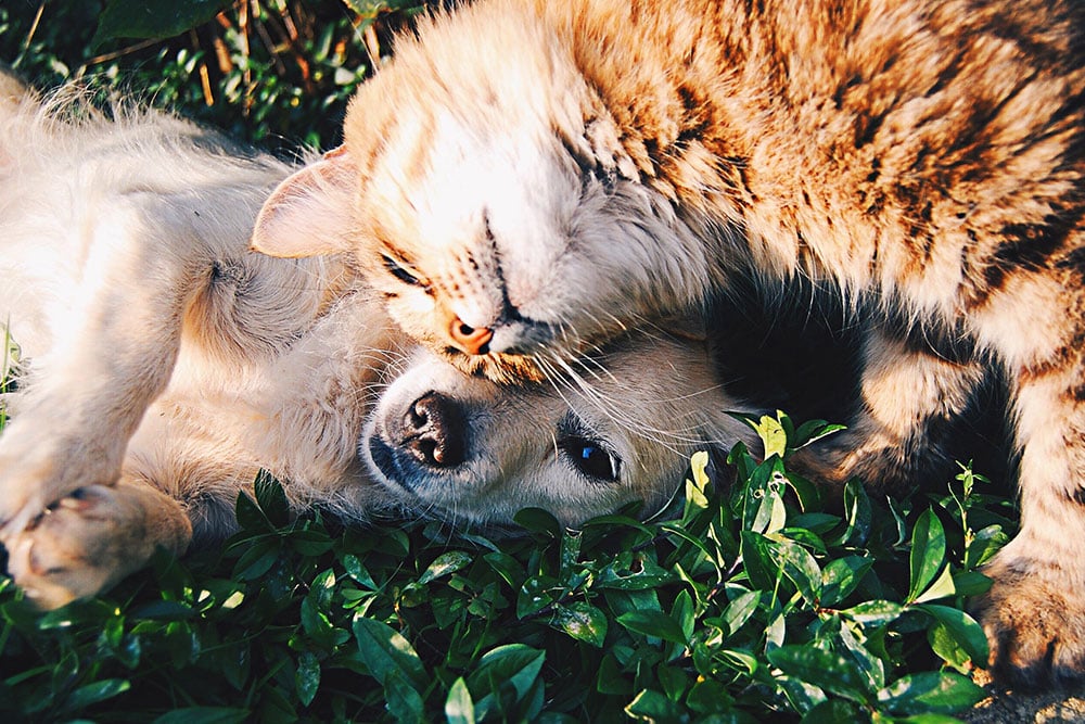 A fluffy orange cat rubs its head affectionately against a lying light-colored dog. Both animals are on green grass, showing a close bond.