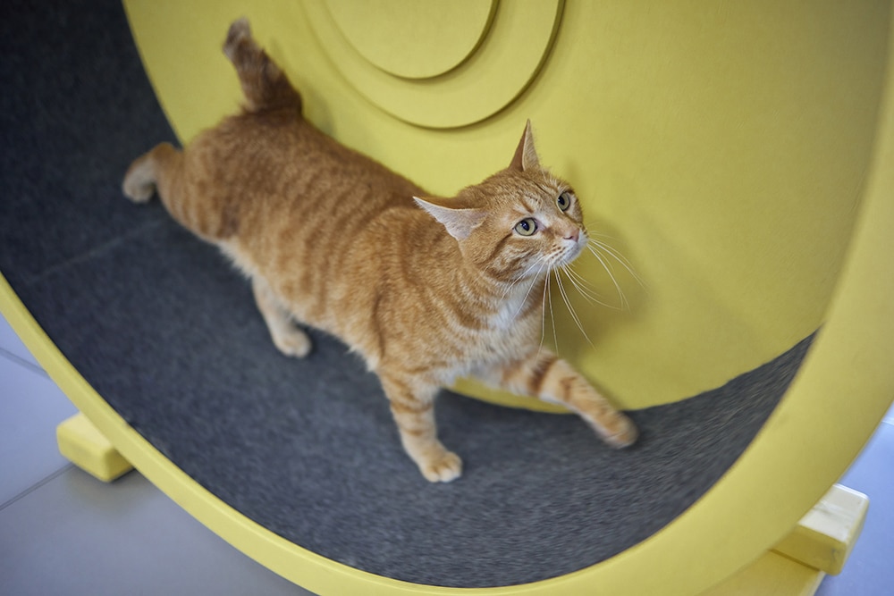 An orange tabby cat walks inside a large yellow exercise wheel designed for cats, looking upward as it moves.