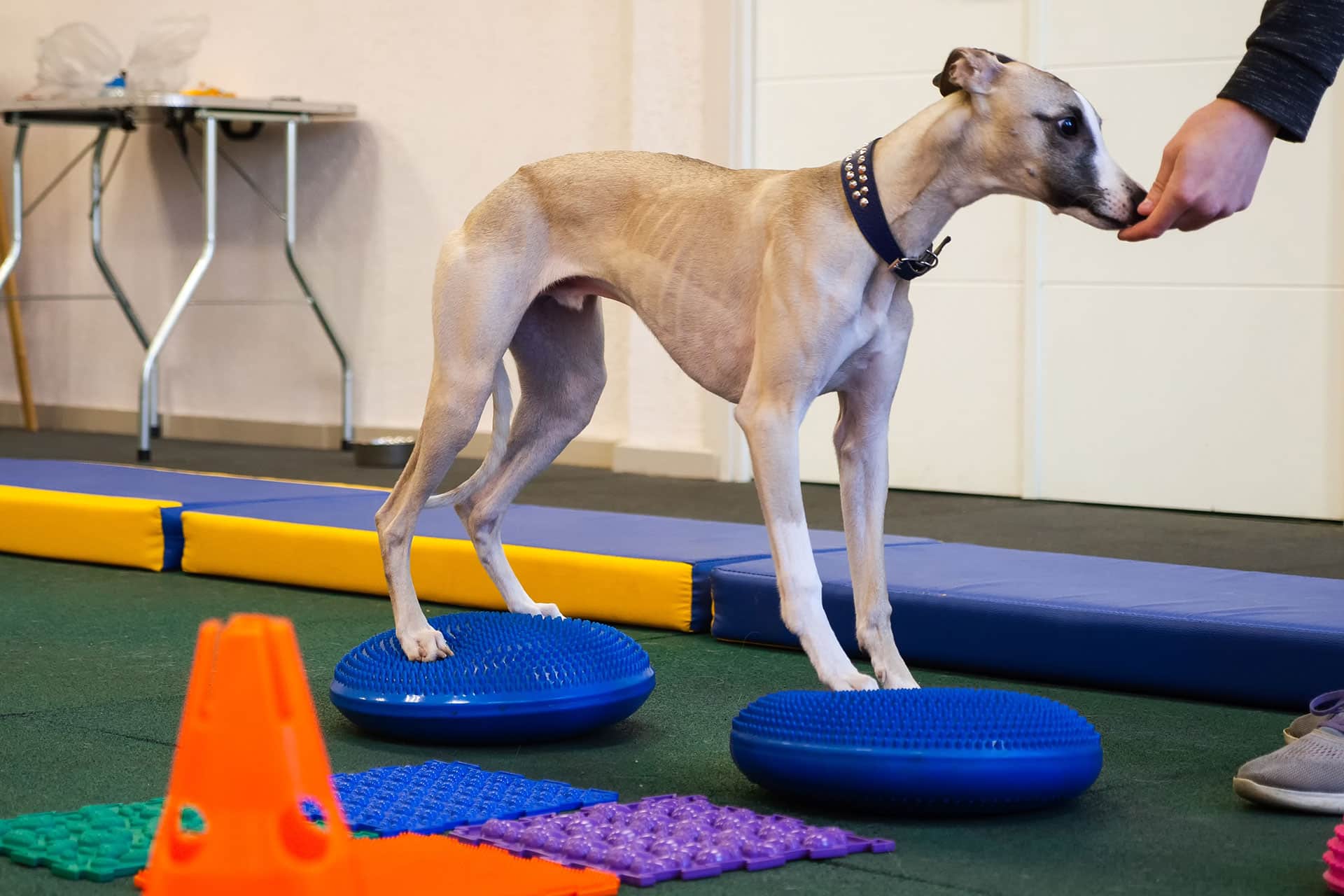 A slender dog stands with its front and back paws on two blue balance discs while a person gives it a treat inside a training room with agility equipment.