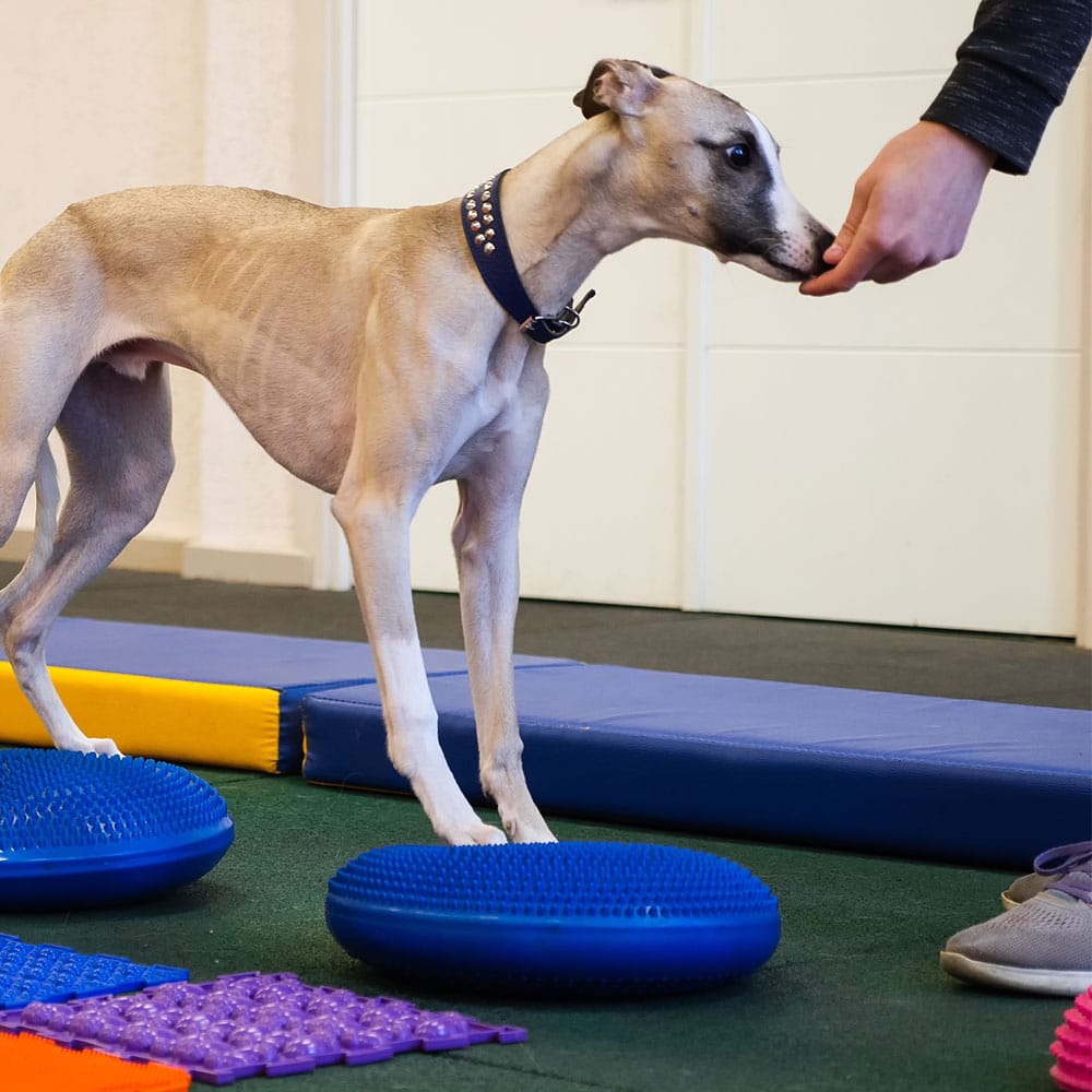 A slender dog with a blue collar stands with its front paws on blue balance discs while receiving a treat from a person’s hand indoors.