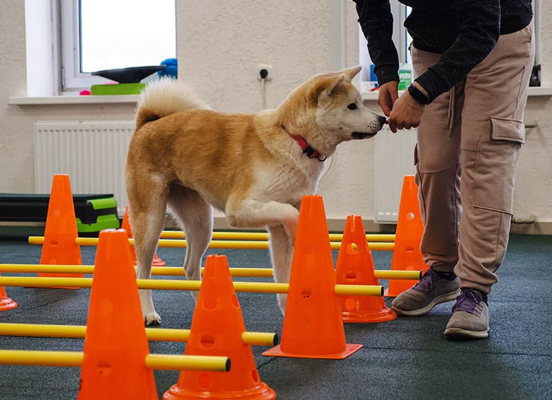 A person trains a dog to navigate an obstacle course made of orange cones and yellow poles indoors. The dog, wearing a red collar, is receiving a treat as it steps over a pole.
