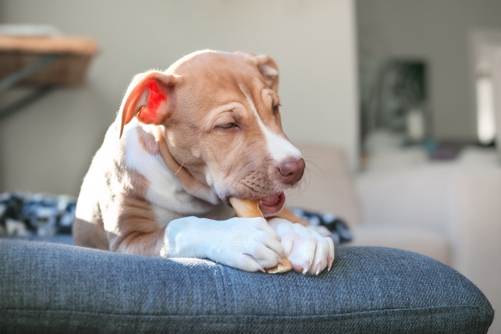 A light brown and white puppy lies on a blue cushion, contentedly chewing on a treat with its eyes partially closed, enjoying the sunlight in a cozy indoor setting.