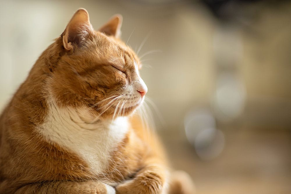 A ginger and white cat with closed eyes sits peacefully, appearing relaxed and content, in soft natural light with a blurred background.