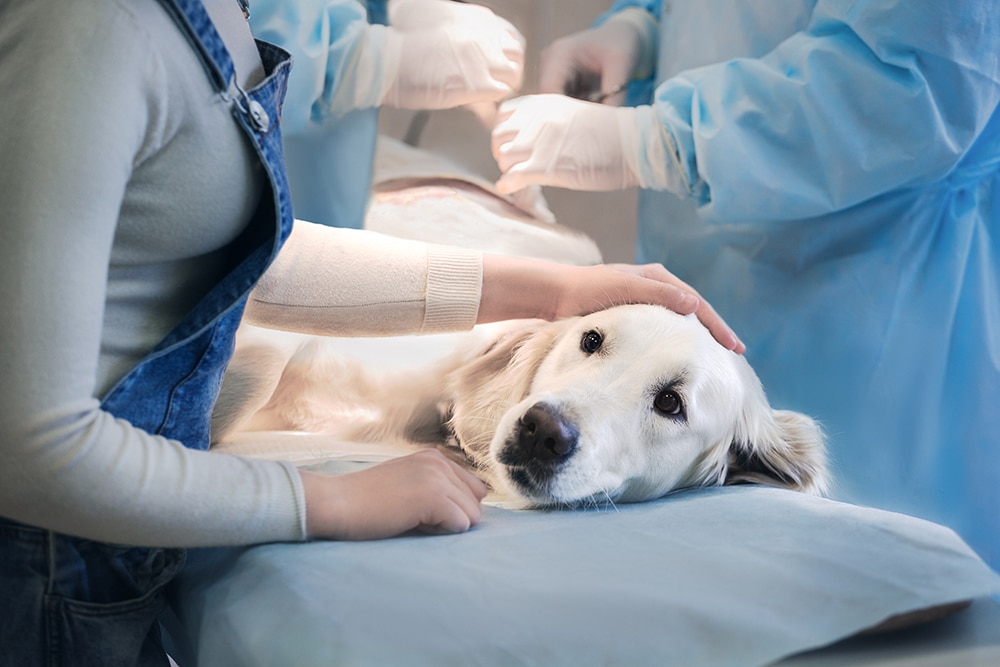 A person gently pets a golden retriever lying on an exam table, while two veterinarians in blue gowns and gloves perform a procedure in the background.