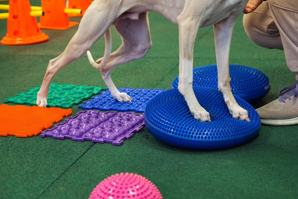 A dog balances its front paws on blue textured balance discs while its back legs stand on colorful sensory mats. Orange cones and a person in sportswear are nearby, all on a green floor.