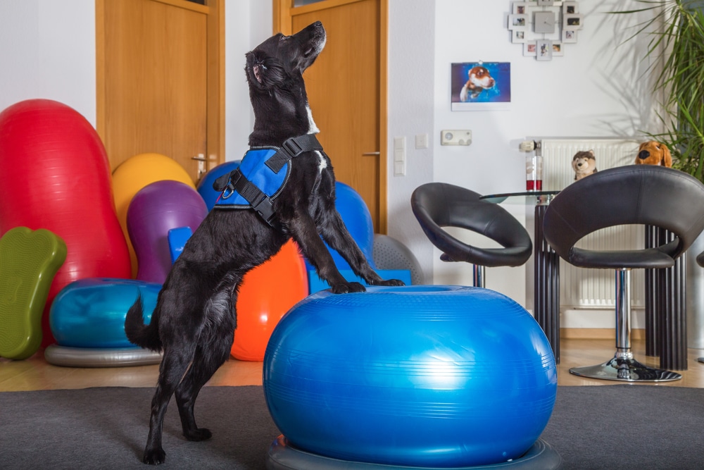 A black dog wearing a blue harness stands with its front paws on a large blue exercise ball. The background features colorful exercise balls, two black chairs, a round glass table, and a wall with decor and plants.