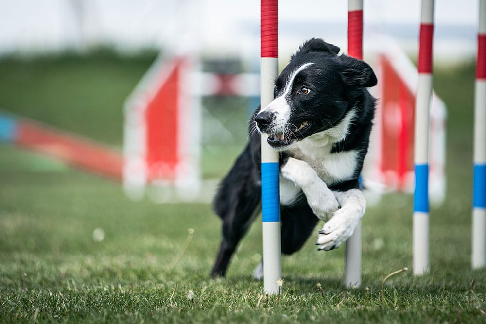 A black and white dog weaves quickly through upright poles on a grassy field, participating in an outdoor agility course.