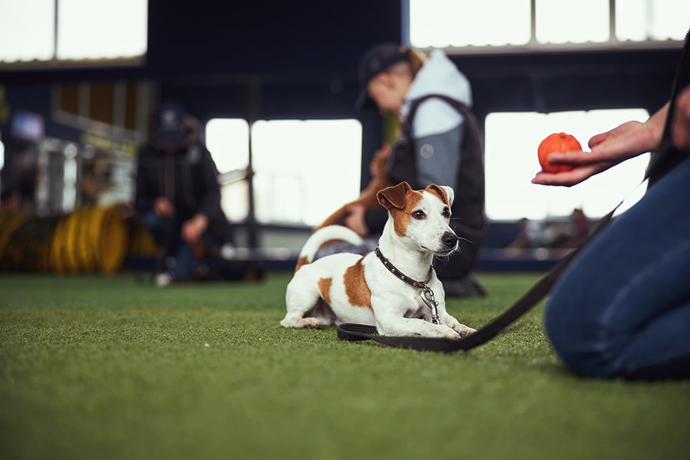 A small brown and white dog lies on artificial grass indoors, looking attentively at a person holding an orange ball. Other people and dogs are visible in the blurred background.