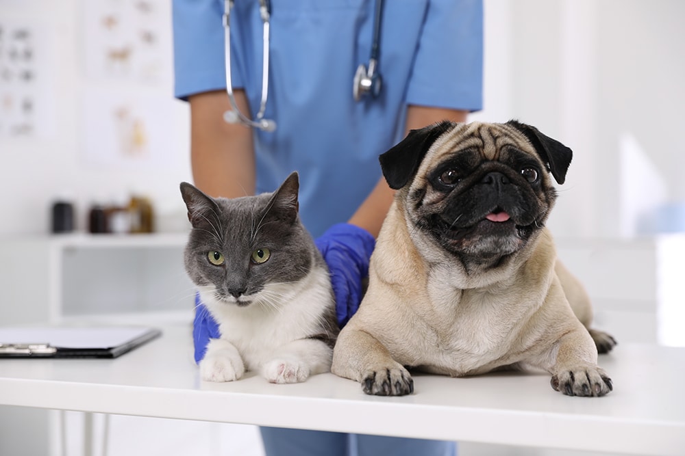 A veterinarian in blue scrubs and gloves stands behind a gray and white cat and a tan pug lying on an exam table in a bright veterinary clinic. A clipboard is visible on the table.