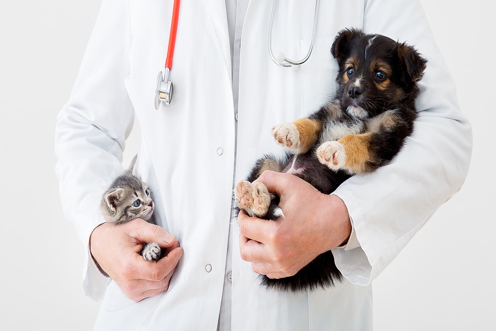 A veterinarian in a white coat holds a small gray kitten in one arm and a black and brown puppy in the other. A red stethoscope hangs around the vet's neck. The background is white.