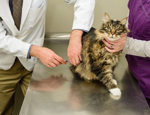 Understanding the Importance of Annual Vaccinations for your Pets