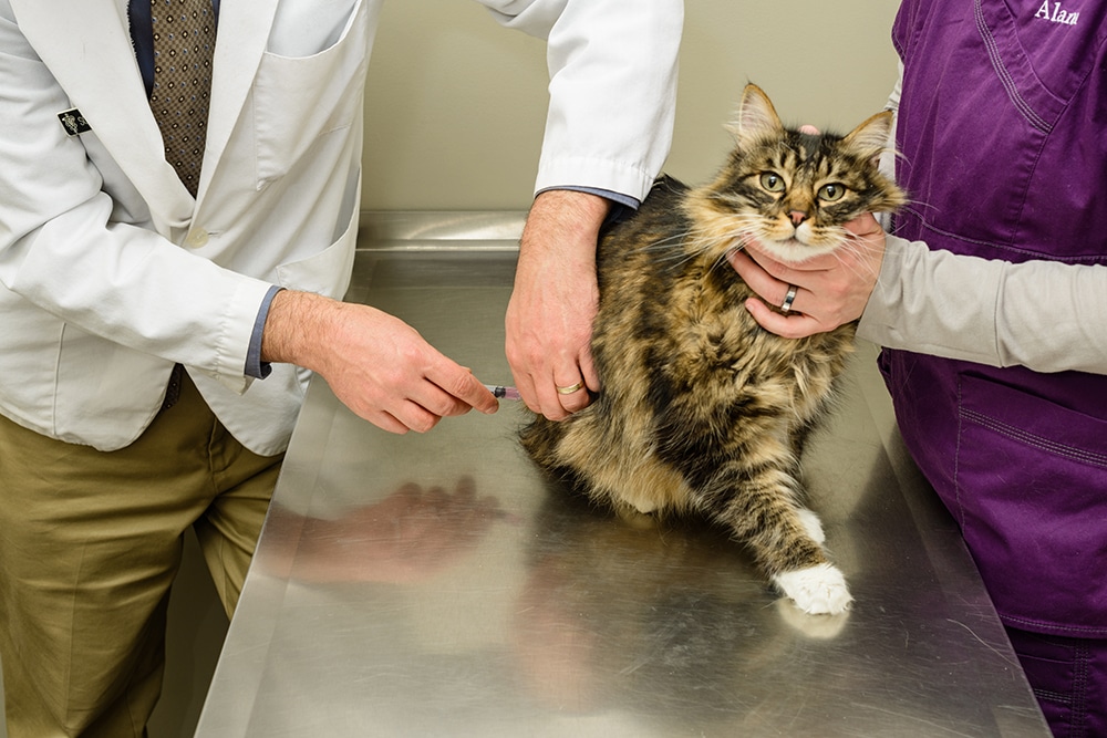 A veterinarian gives a vaccine injection to a long-haired cat on a metal exam table, while a veterinary nurse holds the cat still.