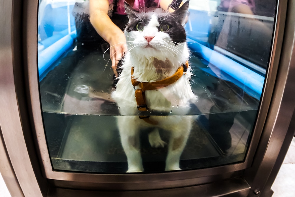 A black and white cat wearing a harness stands in shallow water inside a glass enclosure, with a person’s hands seen supporting it from behind. The cat looks forward with wide eyes.