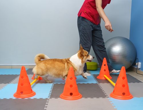 From Injury to Recovery: How Rehabilitation Therapy Helps Pets Heal from Orthopedic Conditions
