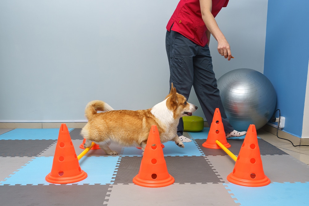 A corgi dog walks through an obstacle course made of orange cones and yellow poles indoors, guided by a person in red and gray clothing. An exercise ball is seen in the background.