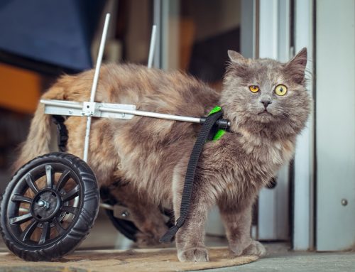 Managing Mobility Issues in Cats: How Rehabilitation Can Help