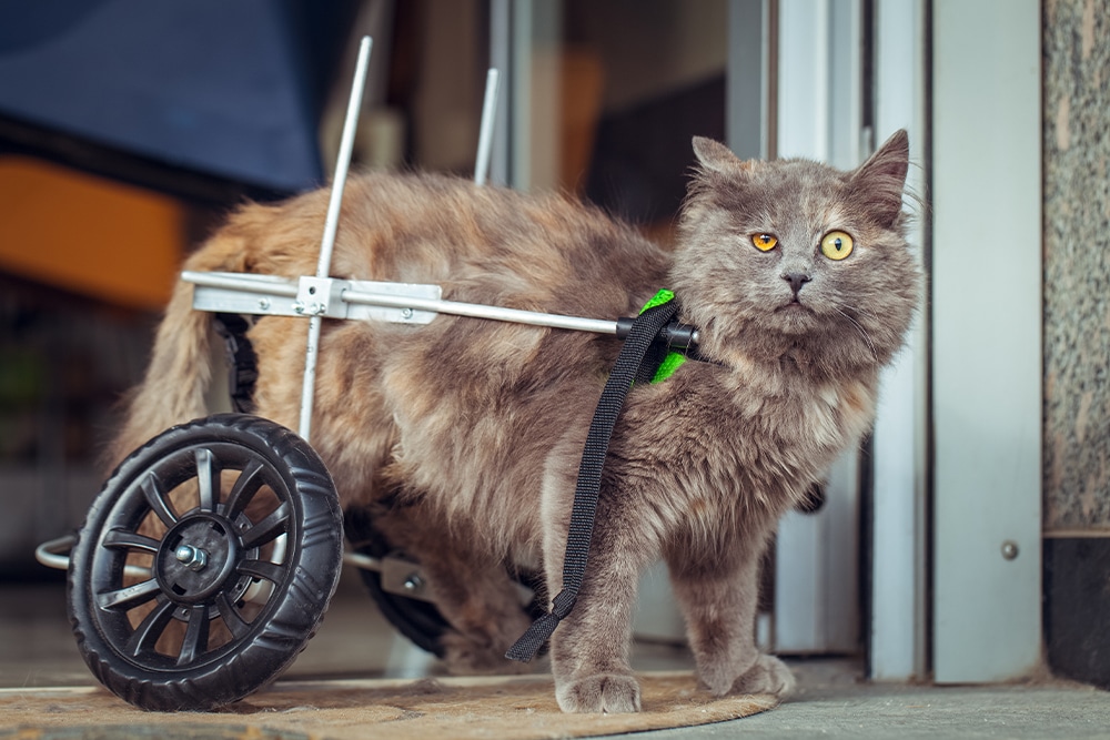 A fluffy gray cat with heterochromatic eyes uses a custom wheelchair for its hind legs, standing near a doorway and looking toward the camera.