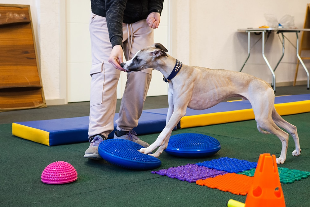 A person trains a slender dog on balance pads in an indoor gym, guiding it with a treat. Colorful fitness equipment and mats are visible on the floor.