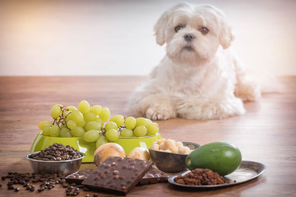A small white dog lies on the floor behind a bowl of green grapes, with chocolate, coffee beans, avocado, onions, macadamia nuts, and raisins displayed in front—all foods toxic to dogs.