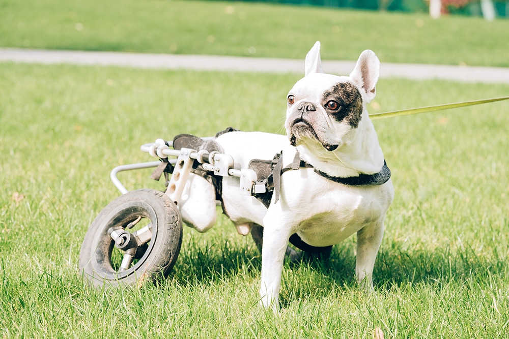 A French Bulldog with a disability uses a custom wheelchair for its back legs while standing on grass, wearing a harness and leash.
