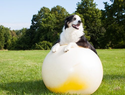 Rehabilitation for Spinal Injuries in Pets: How Therapy Supports Recovery