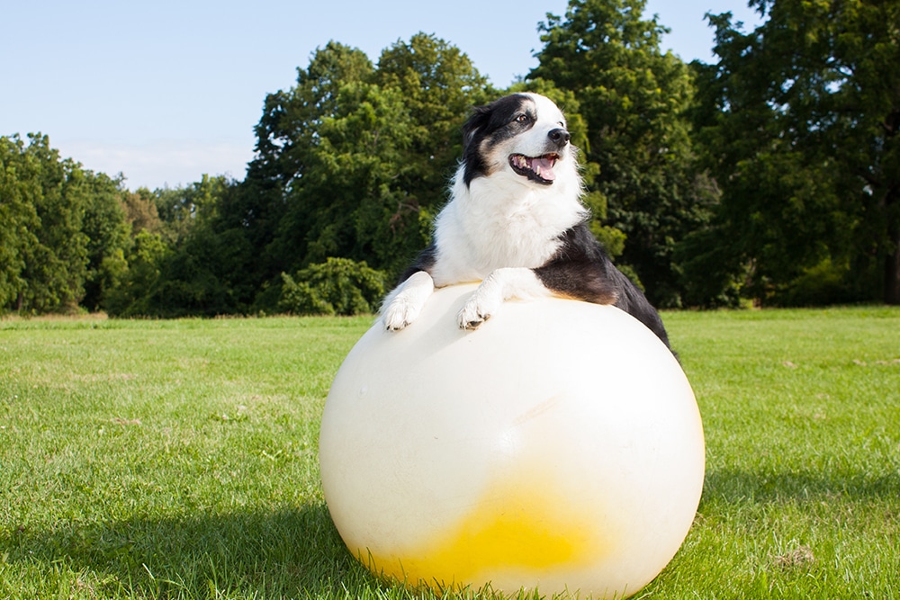 A black and white dog stands with its front paws on a large white exercise ball in a grassy field, with trees and blue sky in the background.
