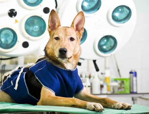 Creating a Home Care Plan for Pets in Rehabilitation: Tips for Owners