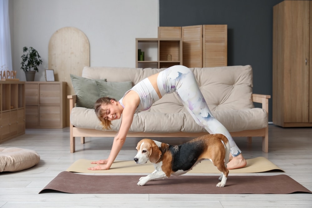 A woman in athletic wear does a downward dog yoga pose on a mat in a living room, while a beagle dog walks nearby. There is a sofa and wooden furniture in the background.