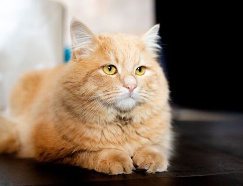 Senior Pet Care: Tips for Managing Mobility Issues in Older Cats