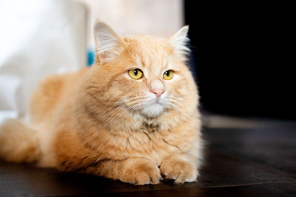 A fluffy orange cat with yellow eyes lies on a dark surface, looking slightly to the side. The background is softly blurred, drawing attention to the cat's relaxed and attentive expression.