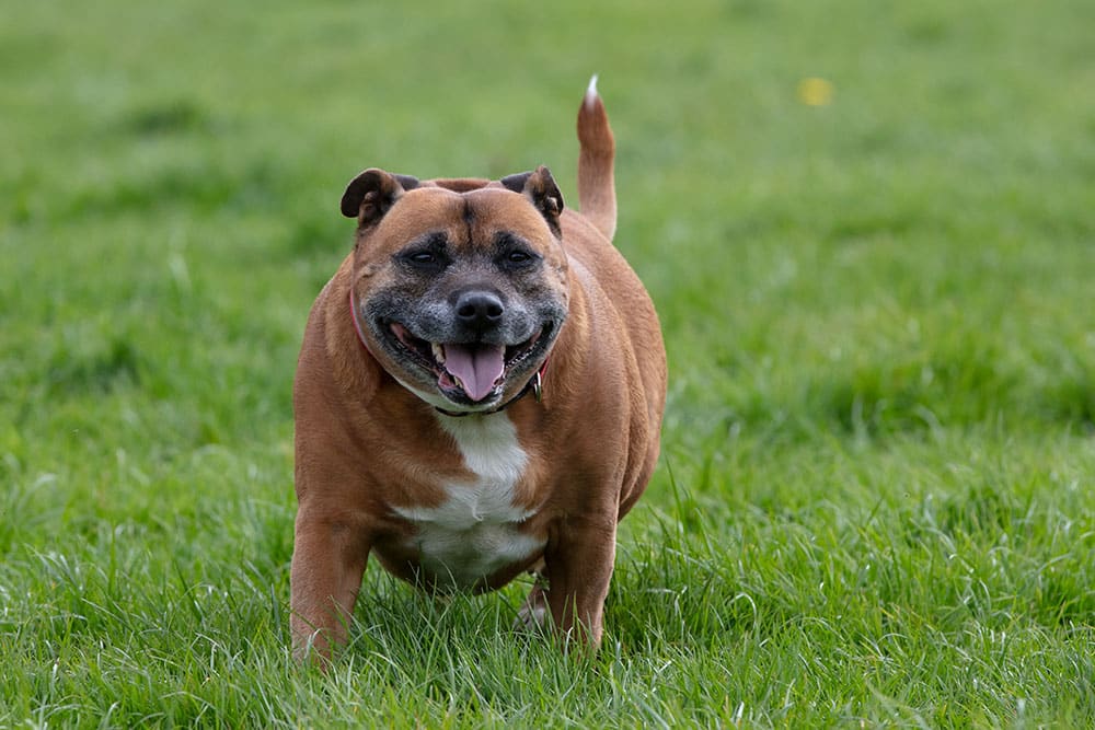 A happy brown and white dog with a wide smile is standing on green grass, looking directly at the camera. Its tongue is out and its tail is raised.