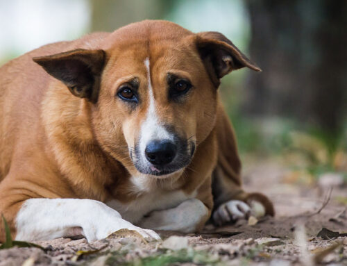 Is Your Dog Overweight? Tips for Healthy Weight Management