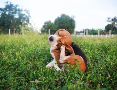 Apoquel vs. Cytopoint vs. Steroids: Choosing the Right Itch Therapy