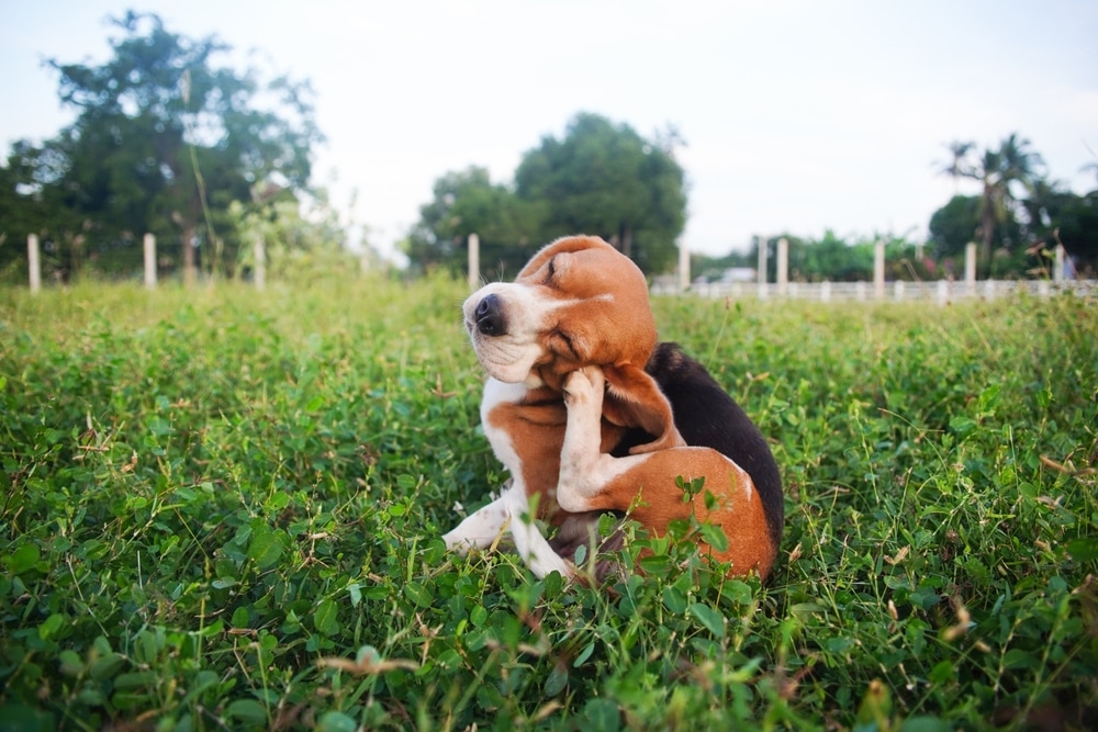 A beagle puppy sits in a grassy field, scratching its ear with a back paw. Trees and a fence are visible in the blurred background under a bright sky.