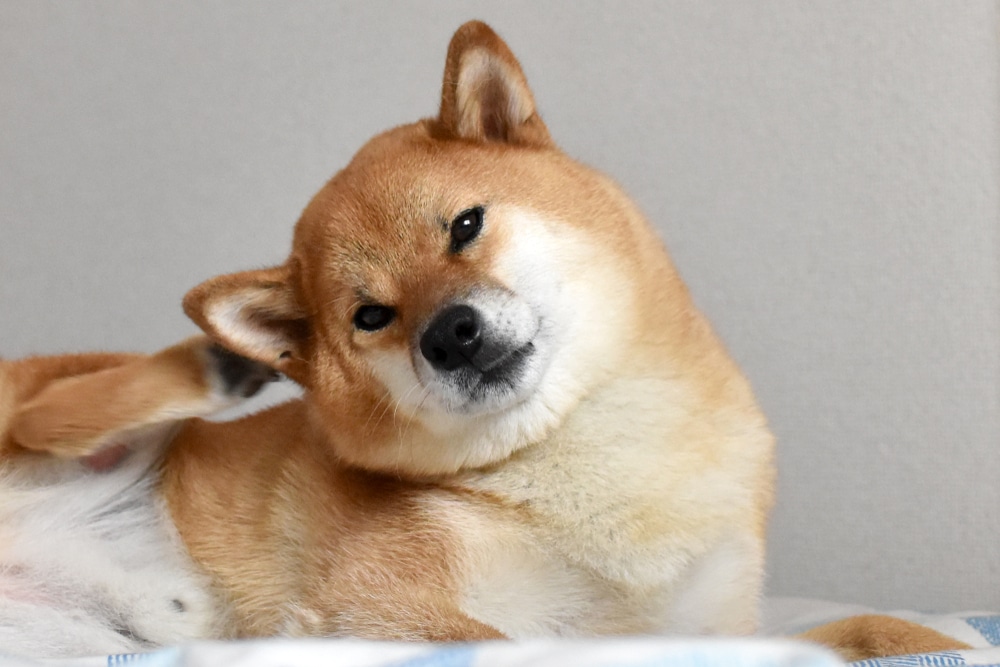A Shiba Inu dog tilts its head with one ear raised, looking curious while lying on a soft surface indoors. Its light brown fur and white chest are clearly visible.