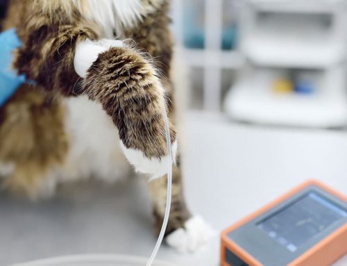 Senior Screening: Blood Pressure, Thyroid, and X-Rays