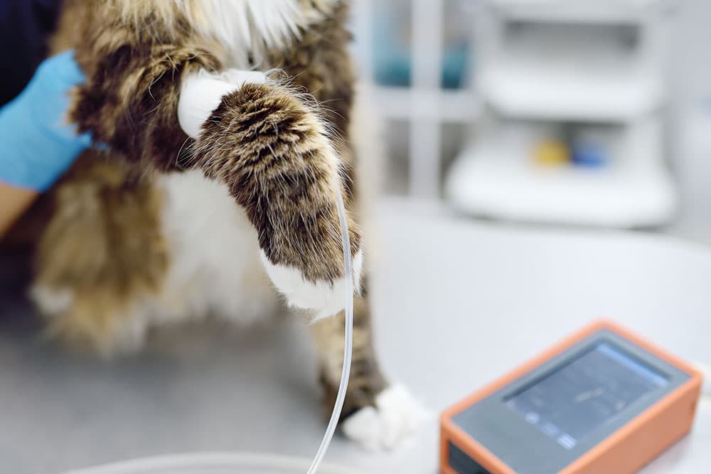 A close-up of a cat's front leg with an intravenous catheter inserted, held by a person wearing a blue glove. A medical monitor is nearby on the examination table, suggesting a veterinary setting.