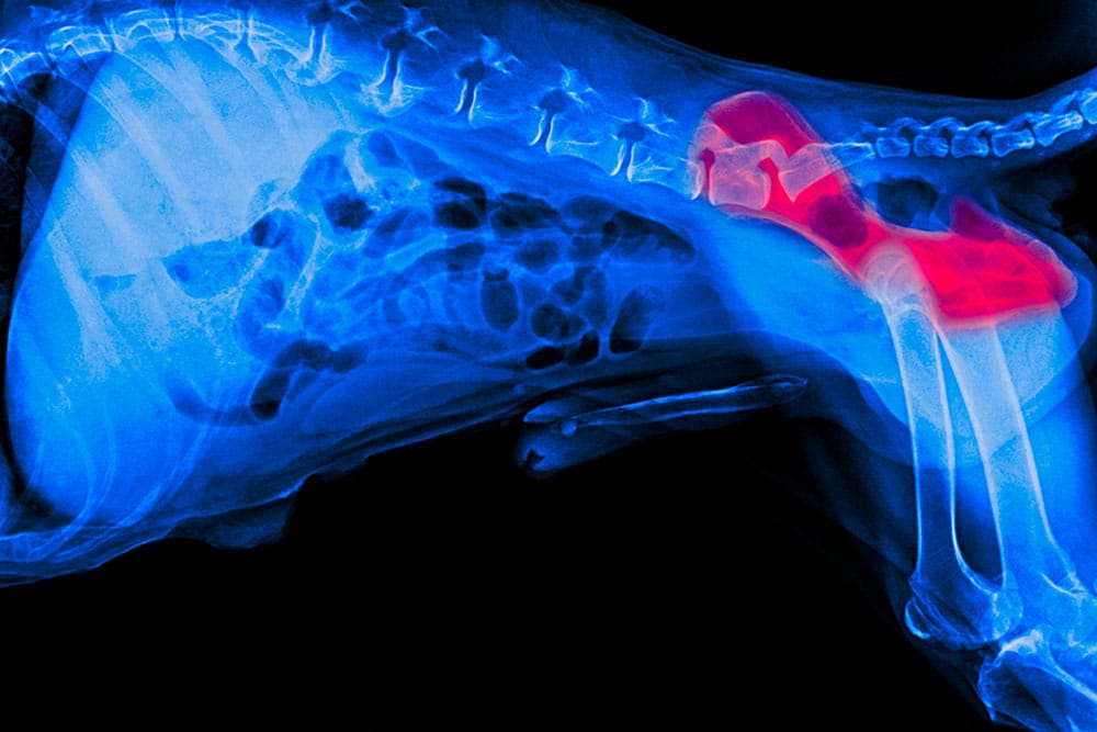 X-ray of a dog's hips and lower spine, with the left hip joint highlighted in red to indicate an area of concern or injury. The rest of the skeleton appears in blue.