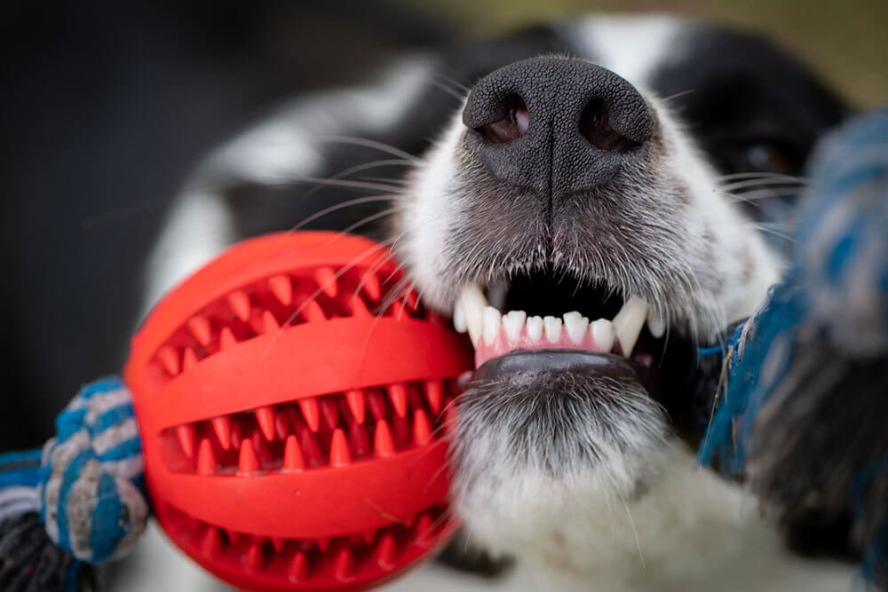 Close-up of a black and white dog’s face, showing its teeth as it bites onto a red textured ball attached to a blue and white rope, playing tug-of-war. The background is blurred.