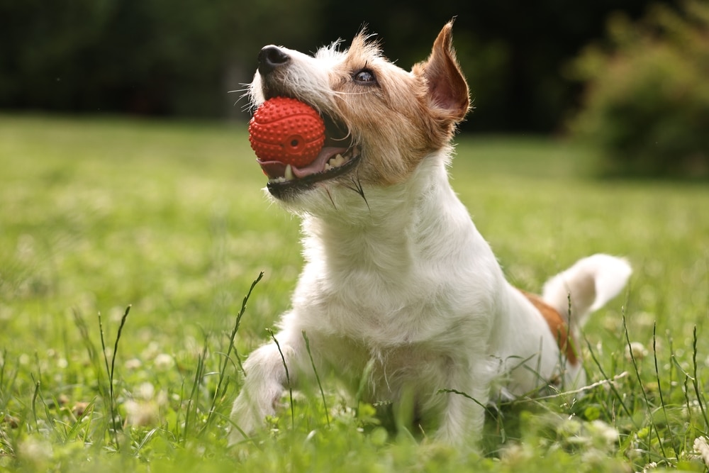 A small, energetic dog with a white and brown coat holds a red ball in its mouth while standing on green grass, looking upward with a happy expression.