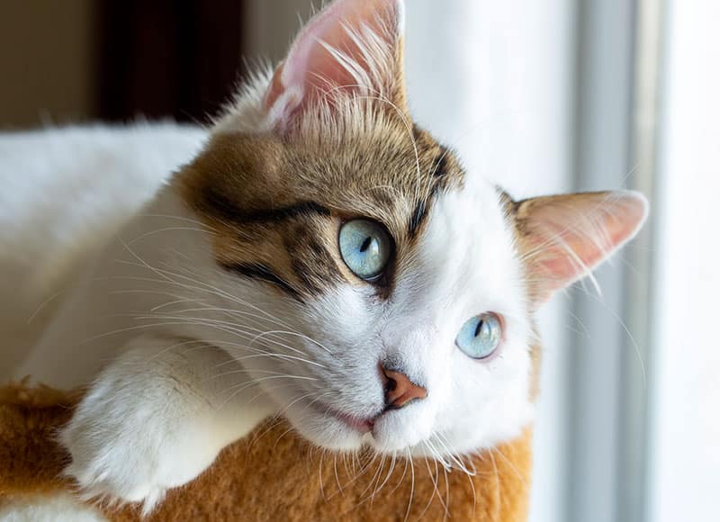 Close-up of a cat with blue eyes, a white face, brown and black markings, resting its head and paw on a soft surface near a window, looking outside.