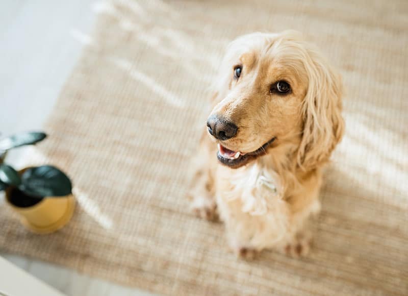 A golden cocker spaniel with wavy fur sits on a woven rug, looking up with a happy expression. A small potted plant is visible in the corner of the image.