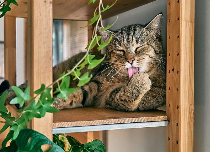 A tabby cat lounges on a wooden shelf, eyes closed, licking its paw. Green leaves hang nearby, adding a cozy atmosphere to the scene.