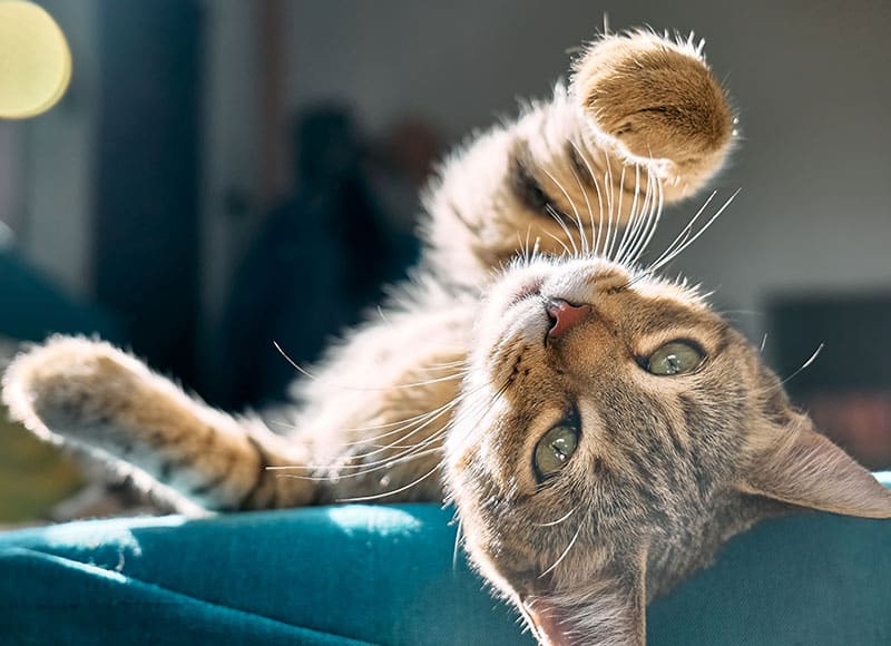 A tabby cat lies on its back on a blue surface, looking at the camera with green eyes and one paw raised playfully. Sunlight shines on its fur, creating a warm and cozy atmosphere.