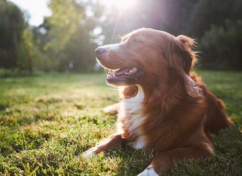A brown and white dog lies on green grass in a sunny park, looking content with its mouth open. Sunlight streams through the trees in the background.