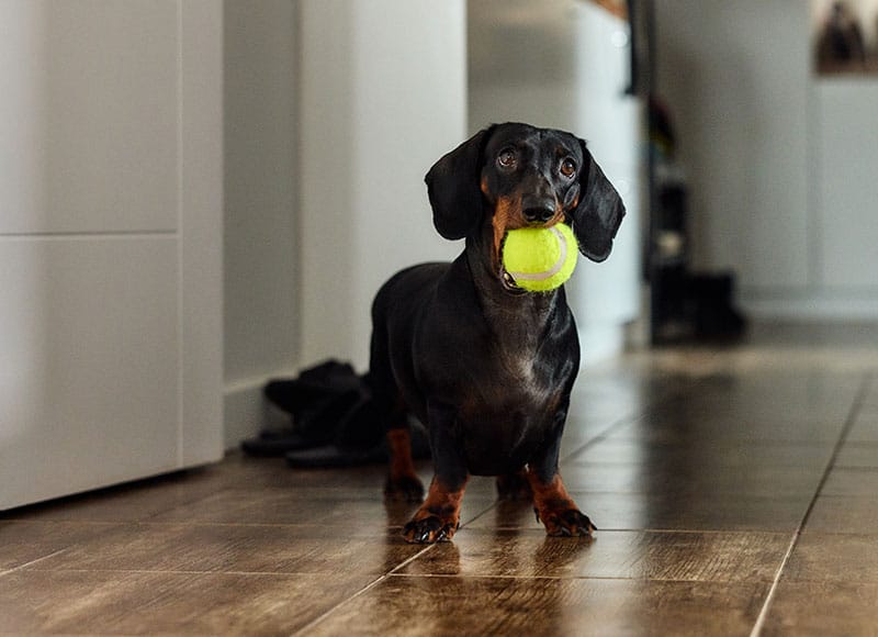 A black and brown dachshund stands on a tile floor indoors, holding a yellow tennis ball in its mouth.