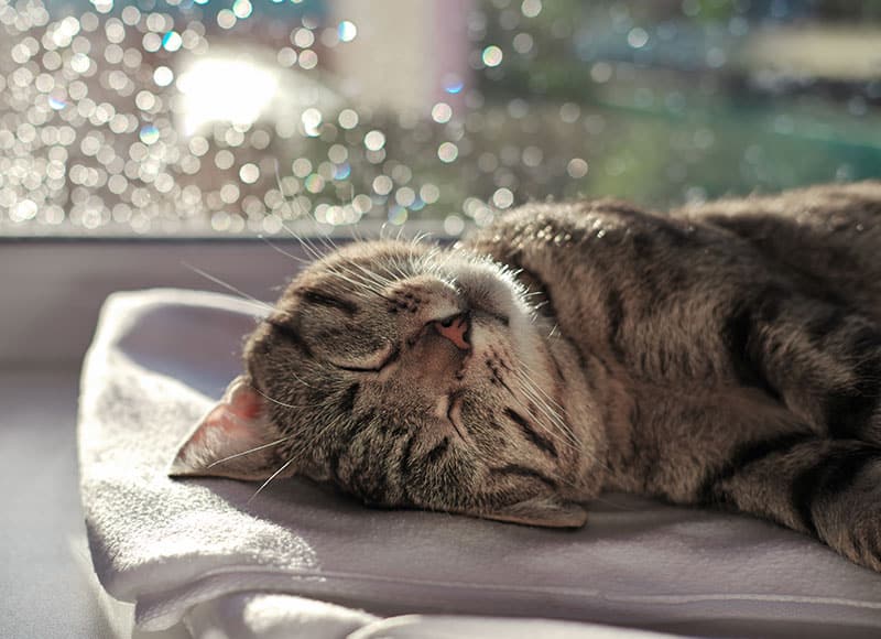 A gray tabby cat sleeps peacefully on a white blanket by a sunlit window, with soft light and blurred raindrops visible outside.