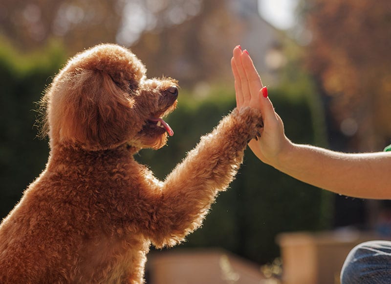 A curly-haired brown dog gives a high five to a person with red-painted nails outdoors, with greenery and sunlight in the background.