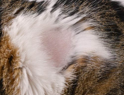 Does the Shape of My Pet’s Bald Patch Point to the Cause?